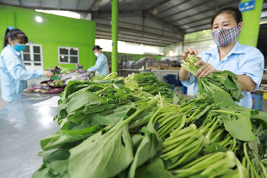 Nông nghiệp Hà Nội: Tạo đột phá để tăng trưởng bền vững