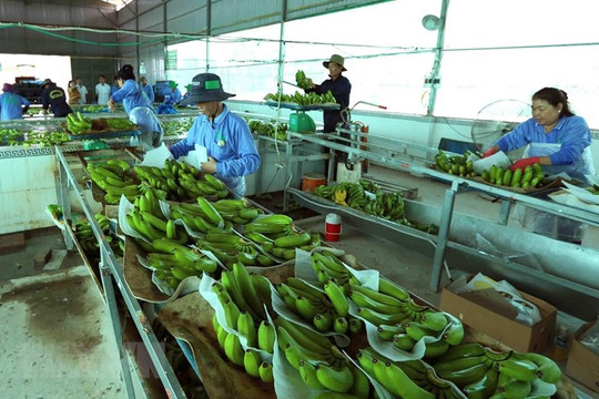 11 loại quả của Việt Nam xuất khẩu chính ngạch sang Trung Quốc