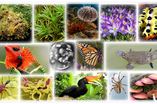 Đề ra 8 nhiệm vụ thực hiện Chiến lược quốc gia về đa dạng sinh học đến năm 2030