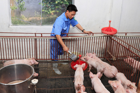 Hà Nội có 47 mô hình chuỗi sản xuất - tiêu thụ sản phẩm chăn nuôi
