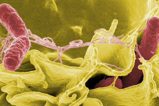 Ngoài thực phẩm, vi khuẩn Salmonella còn có thể “ẩn nấp” ở đâu?
