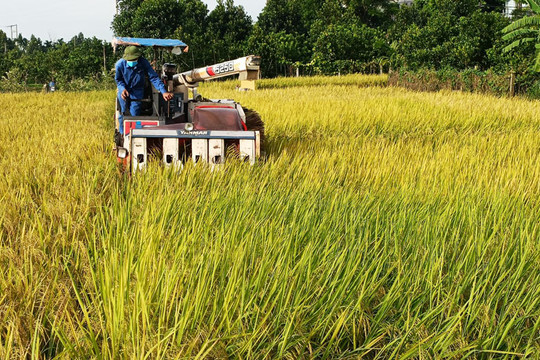Cả nước thu hoạch được hơn 1,3 triệu héc ta lúa mùa