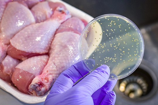 Vi khuẩn Salmonella - thủ phạm gây ngộ độc thực phẩm