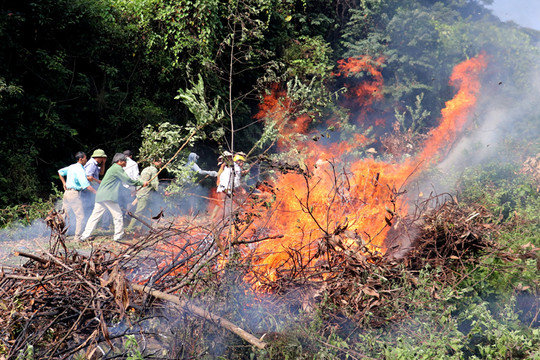 Tập trung phòng, chống cháy rừng mùa khô