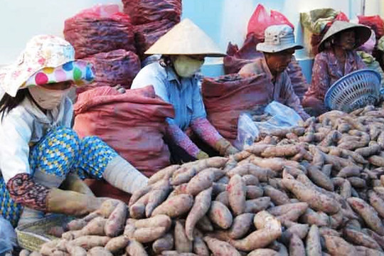 Khoai lang và tổ yến Việt Nam nhập khẩu chính ngạch sang thị trường Trung Quốc