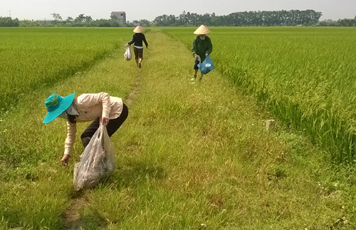 Phụ nữ 18/18 huyện, thị xã của Hà Nội tiếp tục triển khai mô hình ''Sạch đồng ruộng''