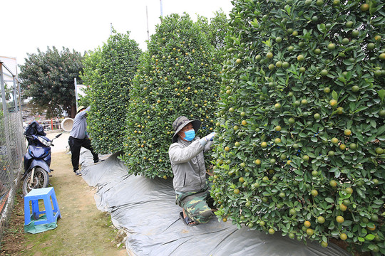 Người trồng đào, quất ở Hà Nội hối hả chăm sóc cây vụ Tết