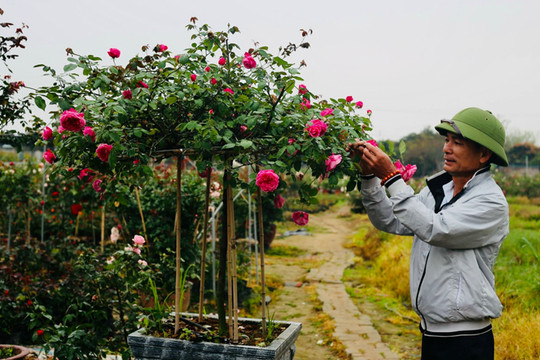 Khởi động thị trường hoa, cây cảnh Tết Quý Mão: Hoa chậu lên ngôi, hoa cắt cành và nhập khẩu tăng nhẹ
