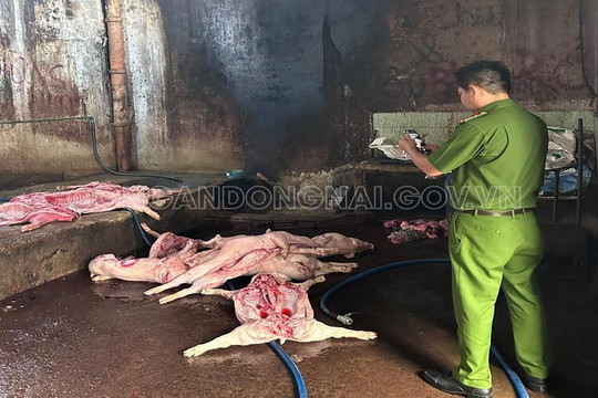 Đồng Nai: Bắt quả tang cơ sở giết mổ lợn chết mang mầm bệnh dịch tả lợn châu Phi