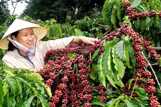 Cà phê - điểm sáng trong xuất khẩu nông sản Việt Nam