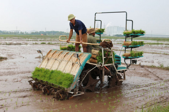 Năm 2023, Hà Nội xây dựng kế hoạch gieo trồng 150.000ha lúa