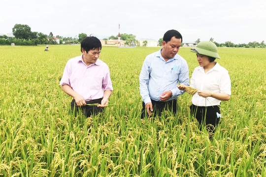 Ứng dụng công nghệ 4.0 vào sản xuất lúa