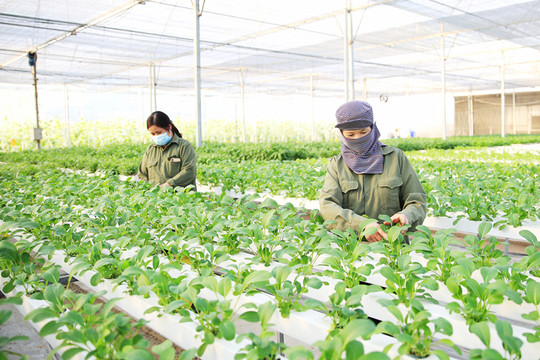 Nông nghiệp Việt Nam: Một năm vượt thách thức