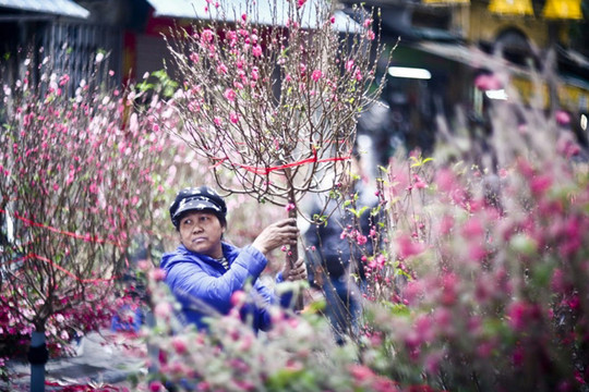 Dịp Tết Nguyên đán 2023, huyện Sóc Sơn tổ chức 6 điểm chợ hoa xuân