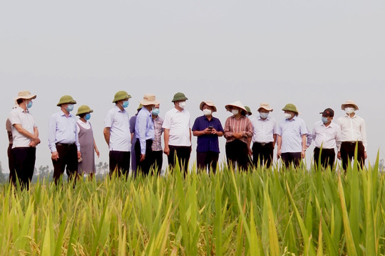 Hà Nội: Tạo đột phá từ chương trình giống nông nghiệp thích ứng biến đổi khí hậu