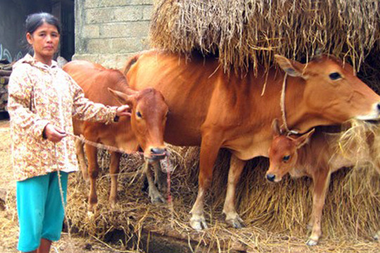 Tiếp tục triển khai Dự án “Ngân hàng bò” tại các địa phương