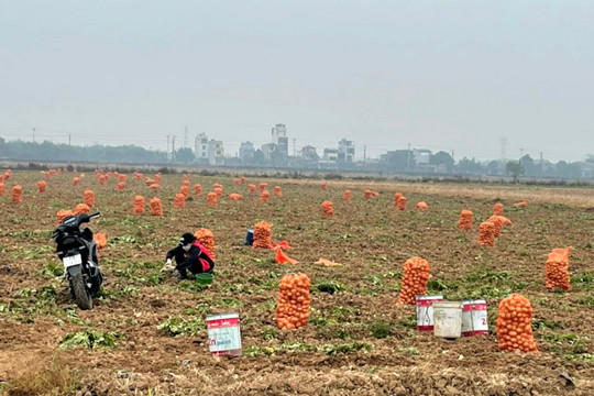 Mô hình khoai tây vụ đông ở Gia Lâm cho giá trị 140 triệu đồng/ha