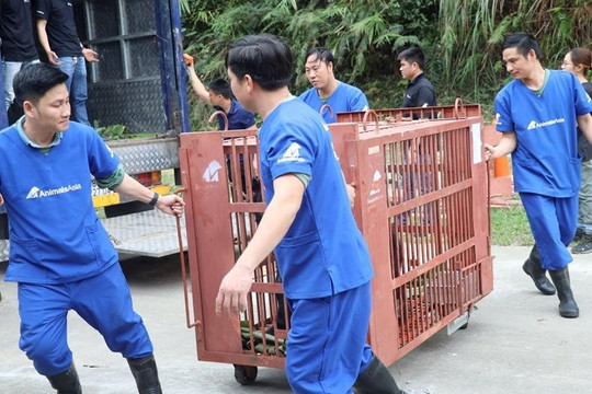 Hà Nội chuyển giao 5 cá thể gấu về Trung tâm Cứu hộ gấu Việt Nam