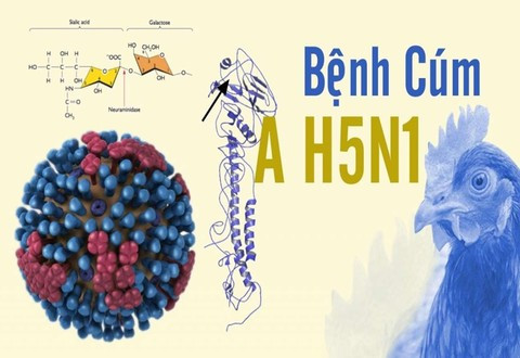 Ngành Y tế thành phố Hồ Chí Minh triển khai ứng phó nguy cơ dịch cúm A (H5N1)