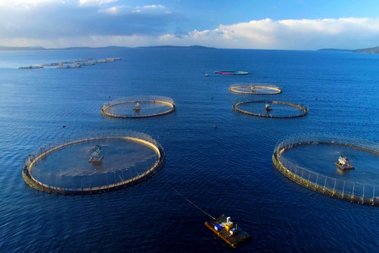 Đưa nghề nuôi trồng thủy sản trên biển thành ngành công nghiệp hiện đại