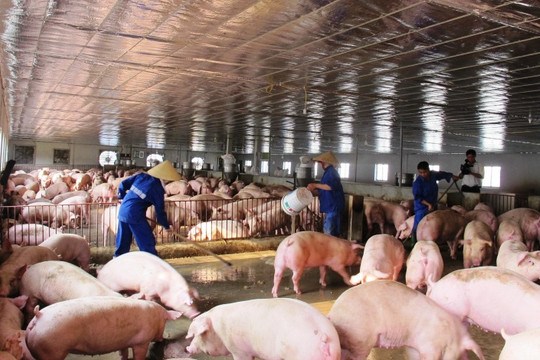 Tháng 2, giá lợn hơi tiếp tục giảm