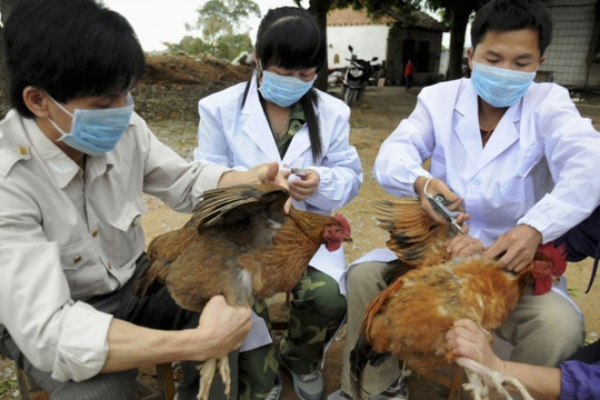 Campuchia có ca tử vong do cúm gia cầm, Bộ Y tế cảnh báo nguy cơ mầm bệnh xâm nhập vào nước ta