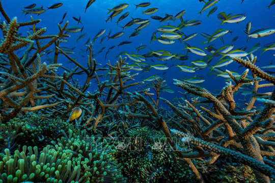 Liên hợp quốc thông qua văn bản về thỏa thuận lịch sử bảo vệ đại dương