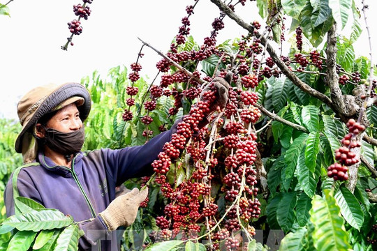 Ngành cà phê tạo việc làm và thu nhập cho hơn 600.000 hộ nông dân