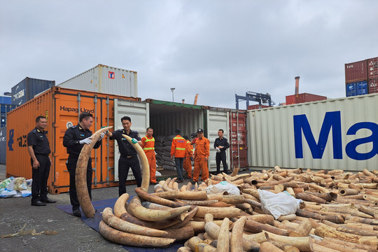 Bắt giữ số lượng ngà voi nhập lậu lớn nhất từ trước đến nay tại Hải Phòng