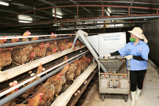 Xây dựng vùng chăn nuôi an toàn: Hướng tới mở rộng thị trường xuất khẩu