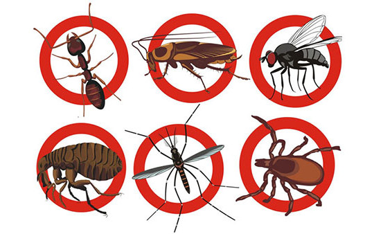 Xử lý nghiêm việc sử dụng chế phẩm y tế diệt côn trùng trong sản xuất nông nghiệp