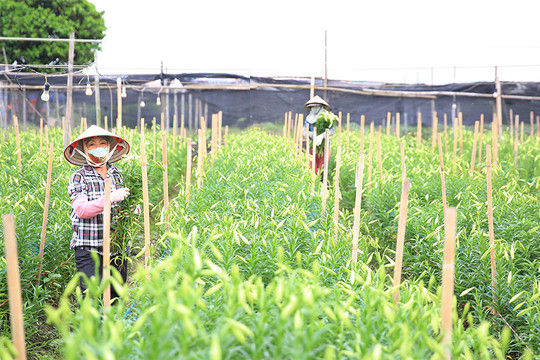 Mùa hoa loa kèn trên cánh đồng ngoại thành Hà Nội