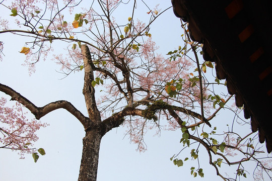 Nguyễn Văn Vũ và tập thơ “Khi hoa ngô đồng nở”