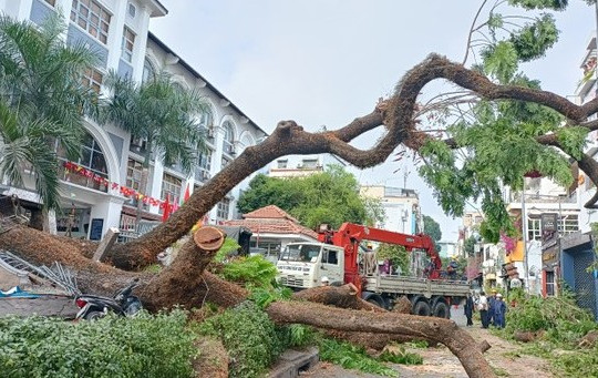 Thai phụ bị nạn trong vụ cây xanh gãy đổ đang hồi phục