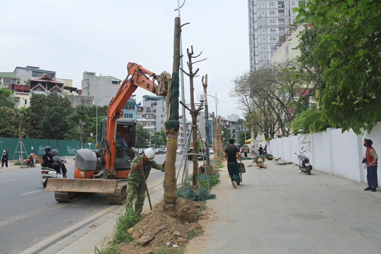 Trồng mới cây xanh thay thế cây khô héo trên đường Huỳnh Thúc Kháng kéo dài