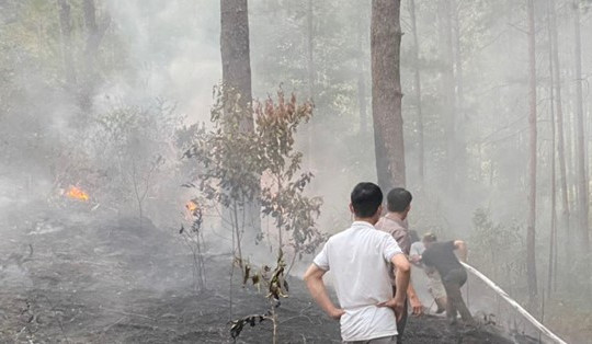 Cơ bản dập tắt đám cháy rừng thông trên đèo Prenn ở Đà Lạt