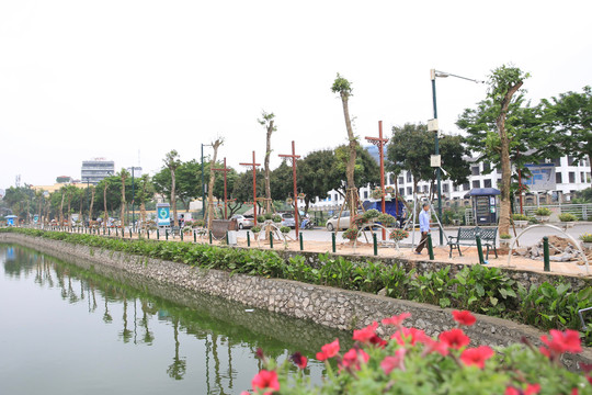''Xanh hóa'' phố đi bộ Trịnh Công Sơn với hai hàng cây giáng hương