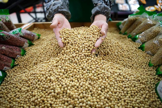 Trung Quốc chứng nhận an toàn đậu tương chỉnh sửa gien