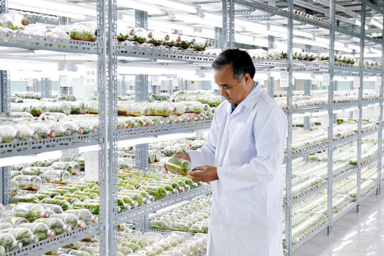 Khoa học và công nghệ: Giúp nâng chất lượng nông sản