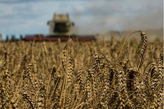 Liên minh châu Âu gia hạn lệnh cấm đối với ngũ cốc Ukraine