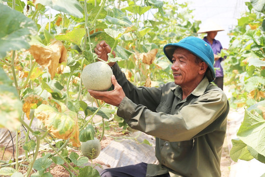 Ứng Hòa mở hướng đột phá trong sản xuất nông nghiệp