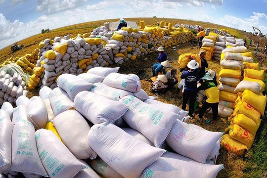 Xuất khẩu gạo của Việt Nam trong năm 2023 sẽ đạt gần 4 tỷ USD