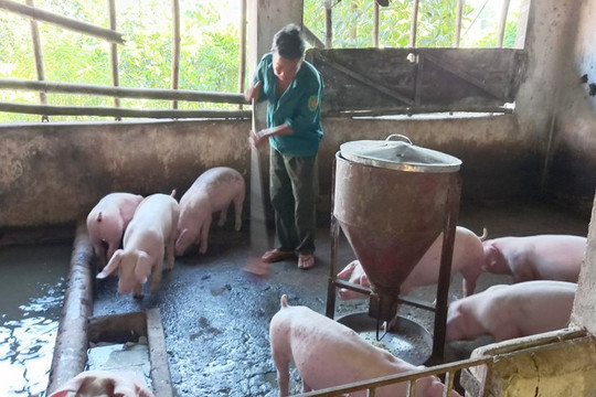 Chậm hỗ trợ người chăn nuôi tiêu hủy lợn do bệnh Dịch tả lợn châu Phi: Người dân ngóng từng ngày