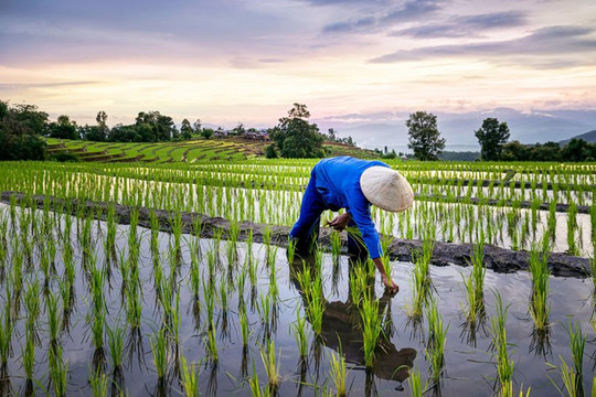 Giá lúa gạo châu Á “nóng” cùng El Nino