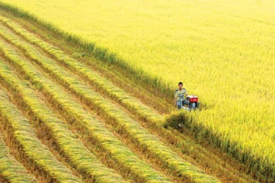 Việt Nam có thể đứng thứ 3 thế giới về xuất khẩu gạo