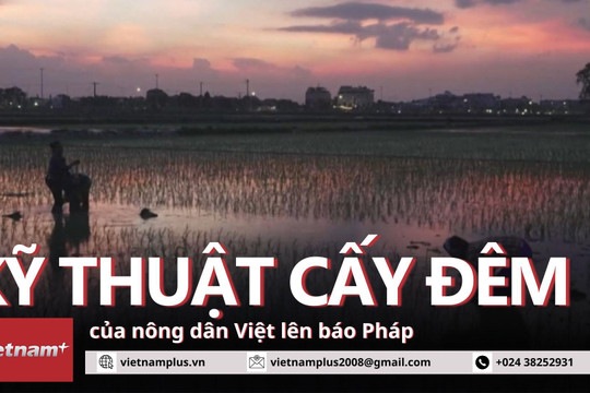 Kỹ thuật cấy đêm để chống nóng của nông dân Việt Nam lên báo Pháp