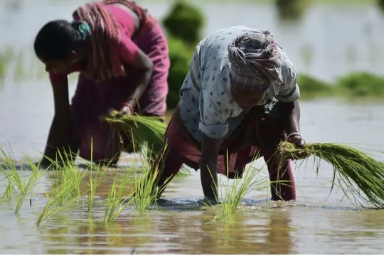 Ấn Độ cấm xuất khẩu gạo: Nguy cơ gây mất an ninh lương thực toàn cầu