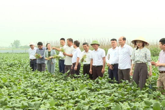 Phú Xuyên chuyển mình cùng Thủ đô phát triển xanh, bền vững