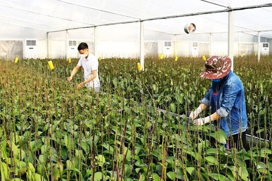 Thanh Oai hình thành nền nông nghiệp xanh
