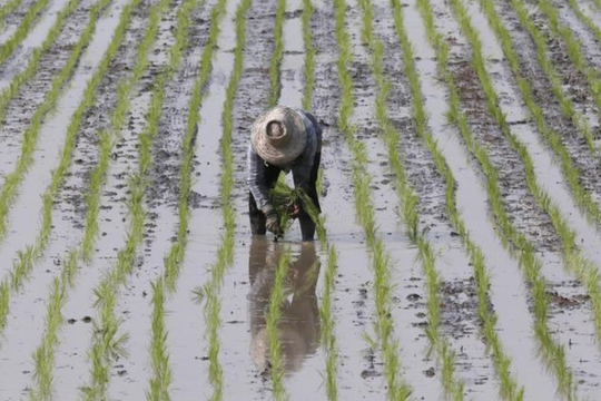 Thái Lan sẵn sàng ứng phó khủng hoảng an ninh lương thực